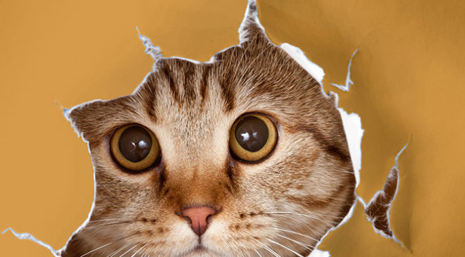meownificent Front Cover 1000px