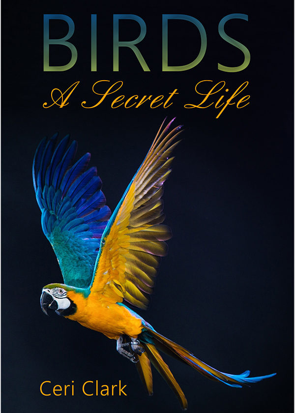 Birds front cover only 600px