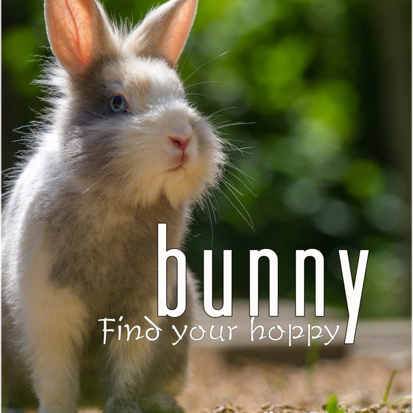 bunny front cover